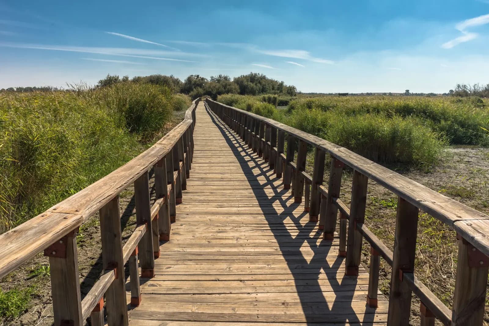Doñana by 4x4 from Sanlúcar: small-group marshes tour