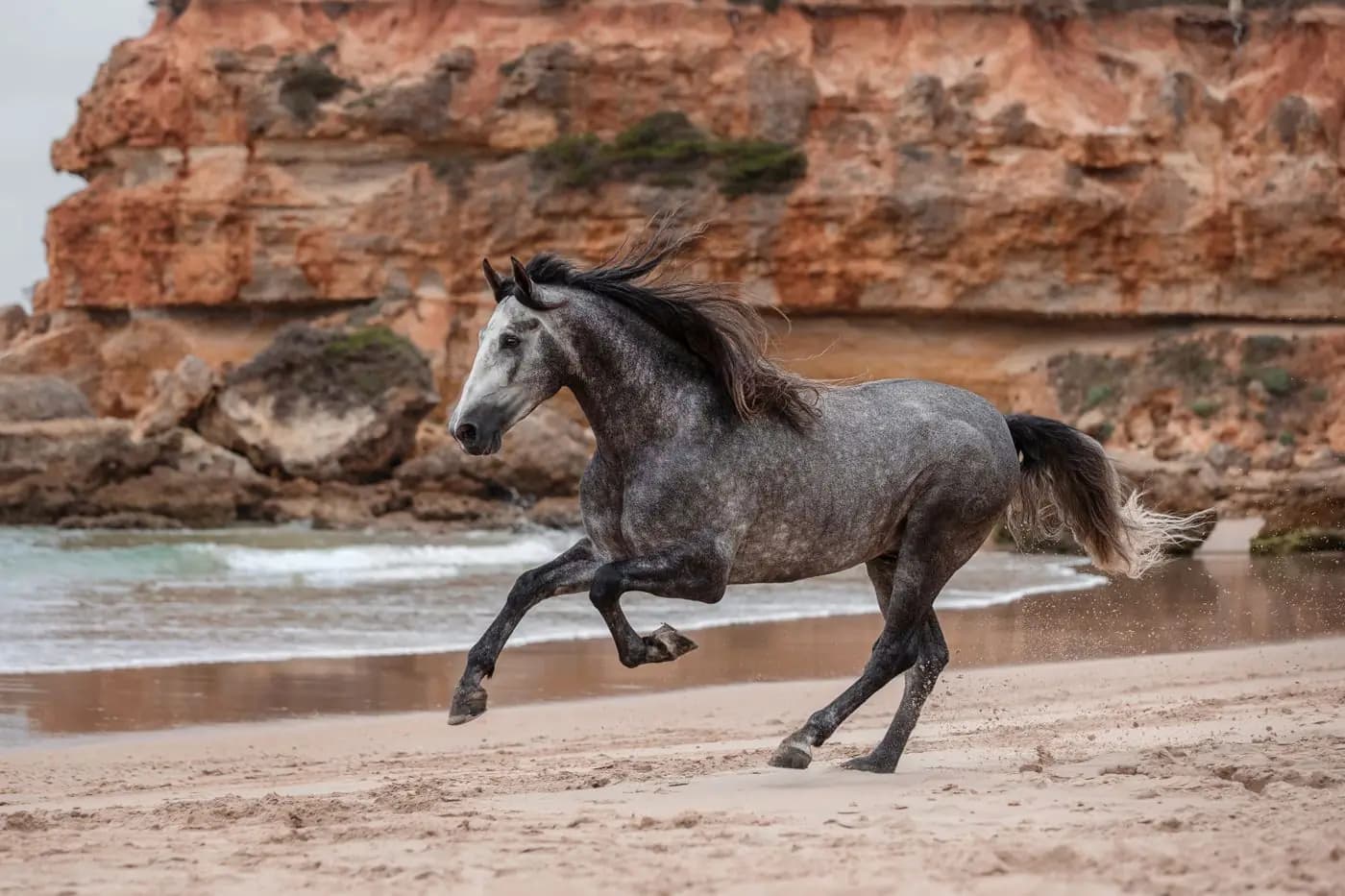 Dapple-grey horse galloping along a sandy beach below red cliffs