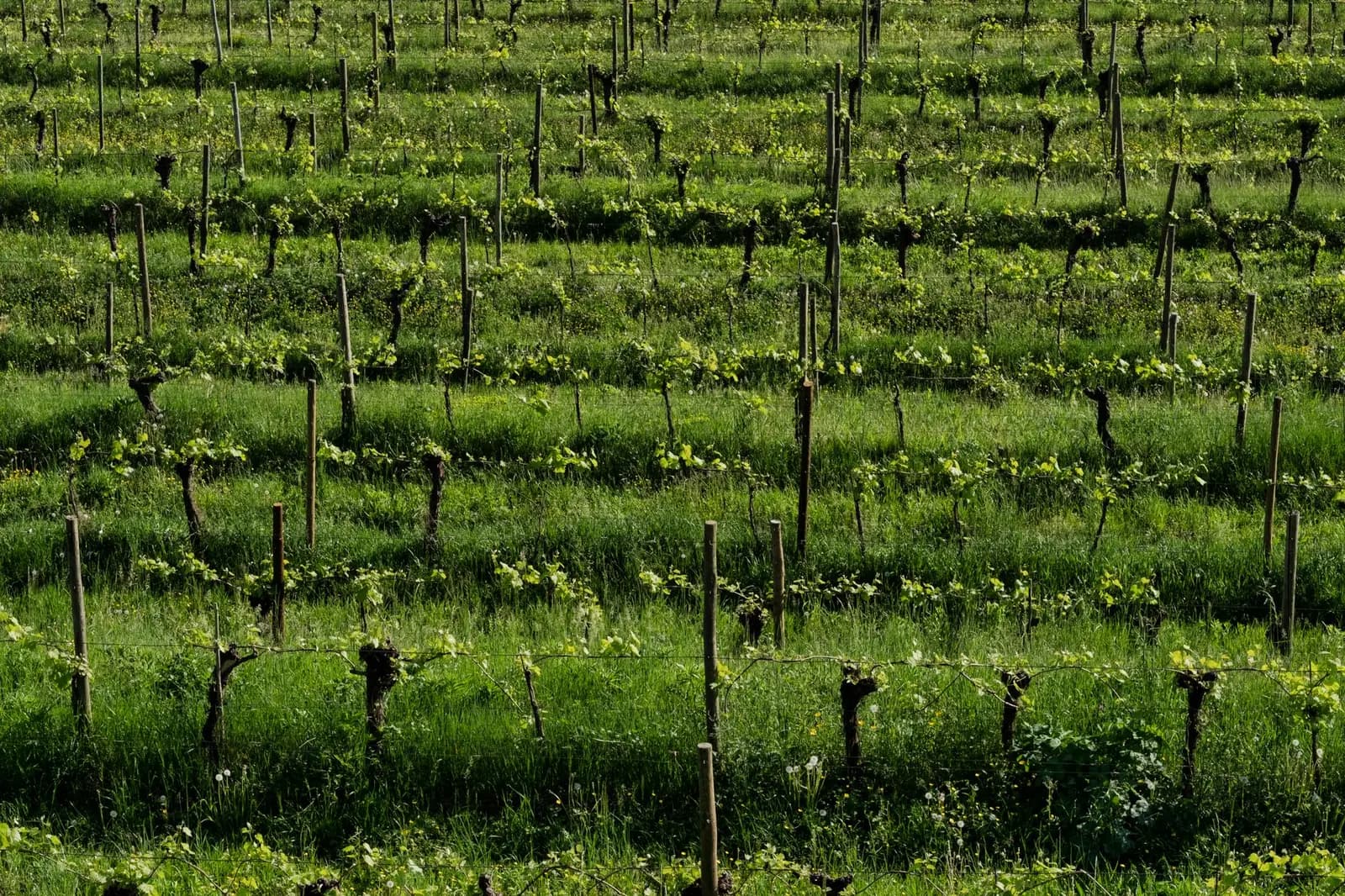Guided visit and tasting at Can Rich winery, Ibiza