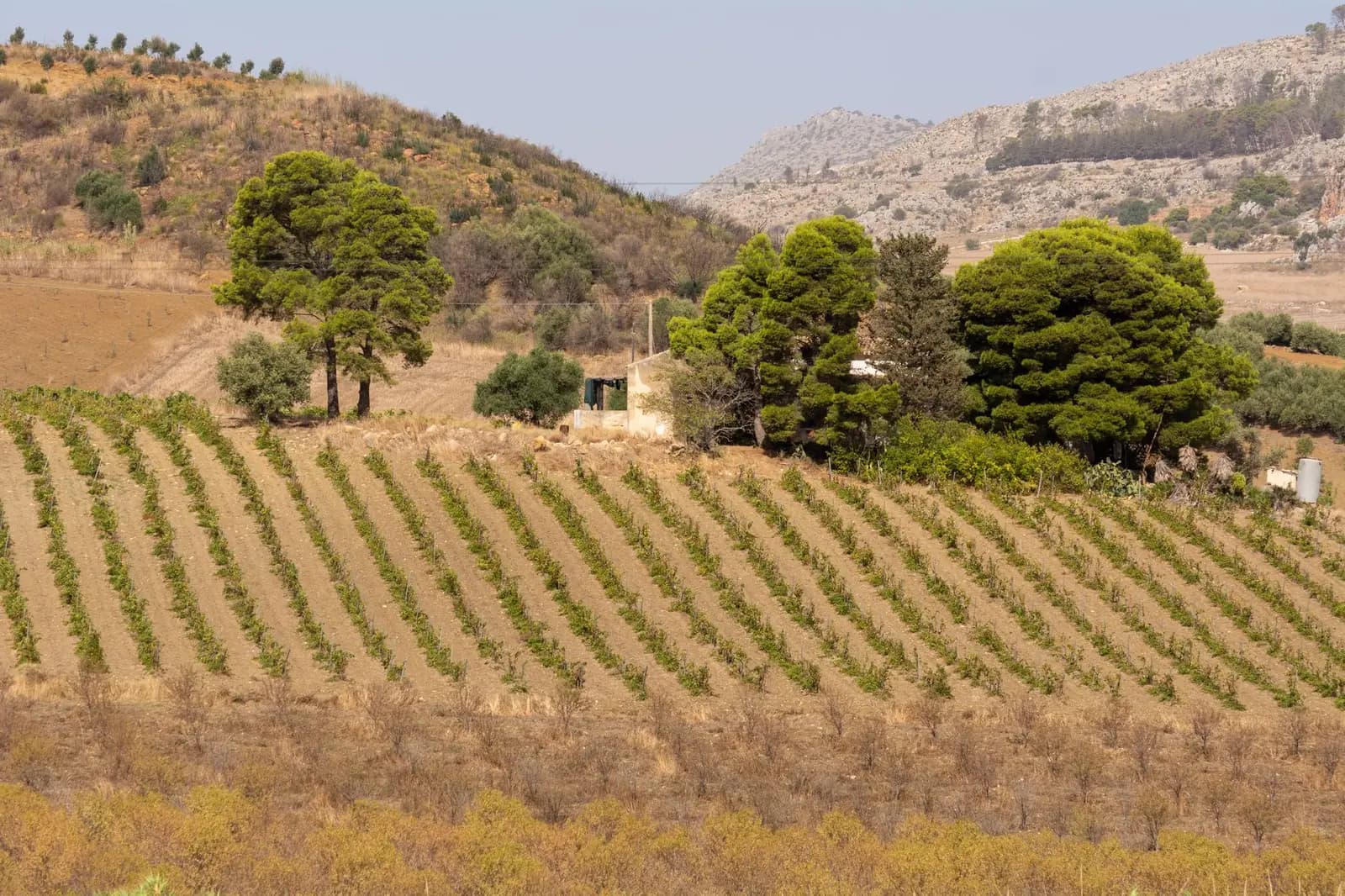 Descalzos Viejos winery in Ronda: visit and tasting