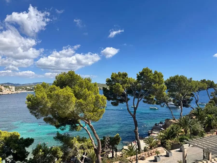 Ibiza coastline with turquoise water and pine trees under a clear sky