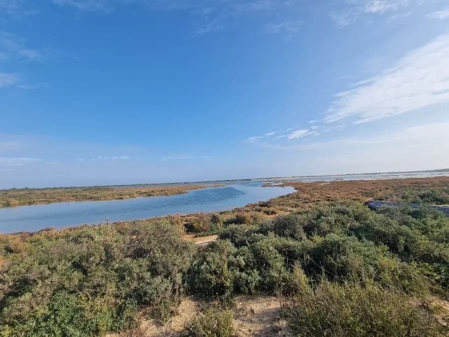 Coastal wetlands under a clear blue sky