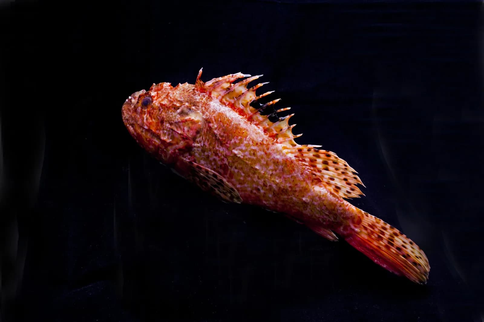 Whole red scorpionfish on a black background, served at dinner