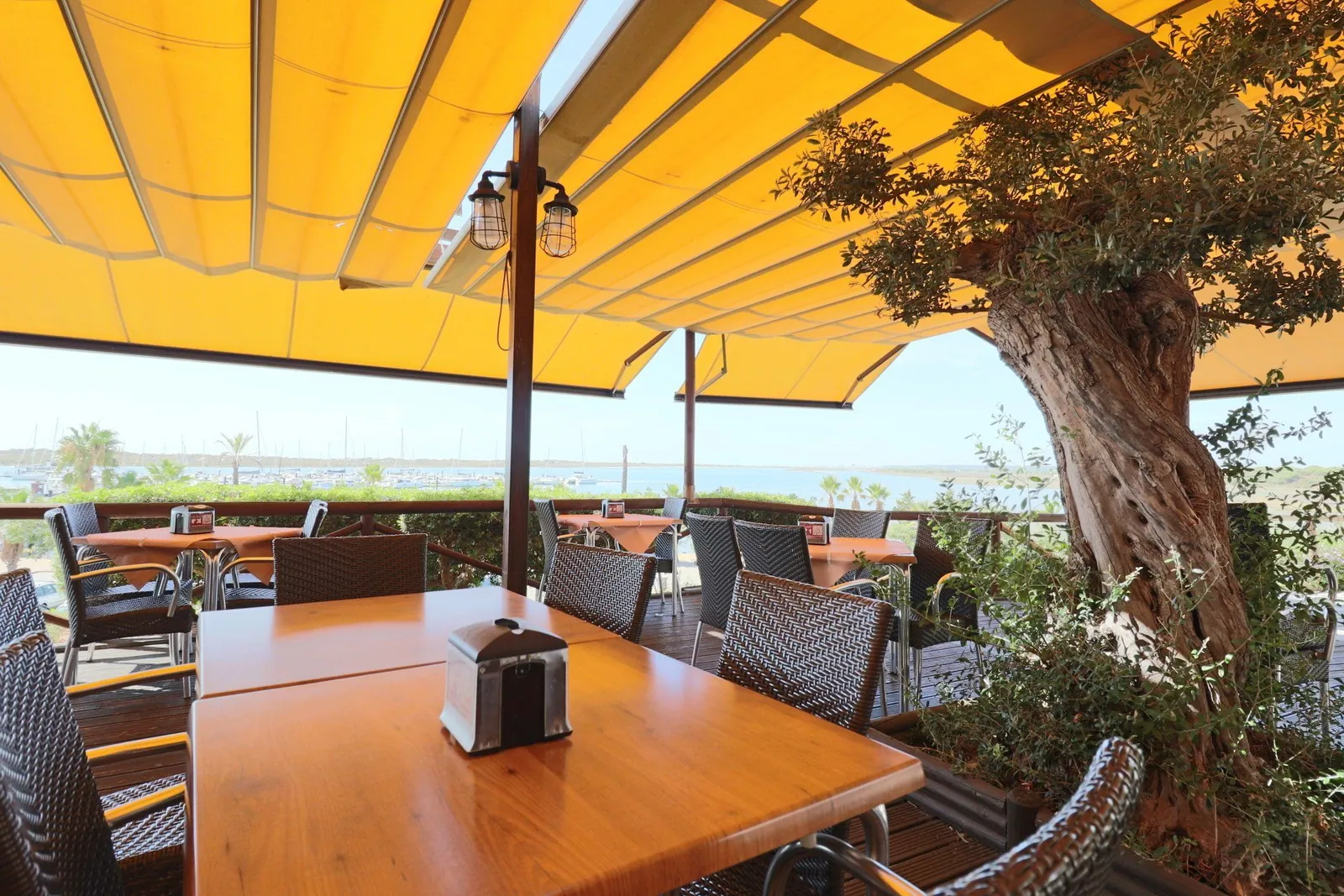 Shaded terrace under an olive tree at Doña Gamba in El Rompido
