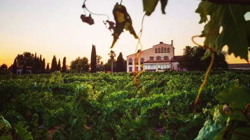 Estate house at sunset among the vineyards